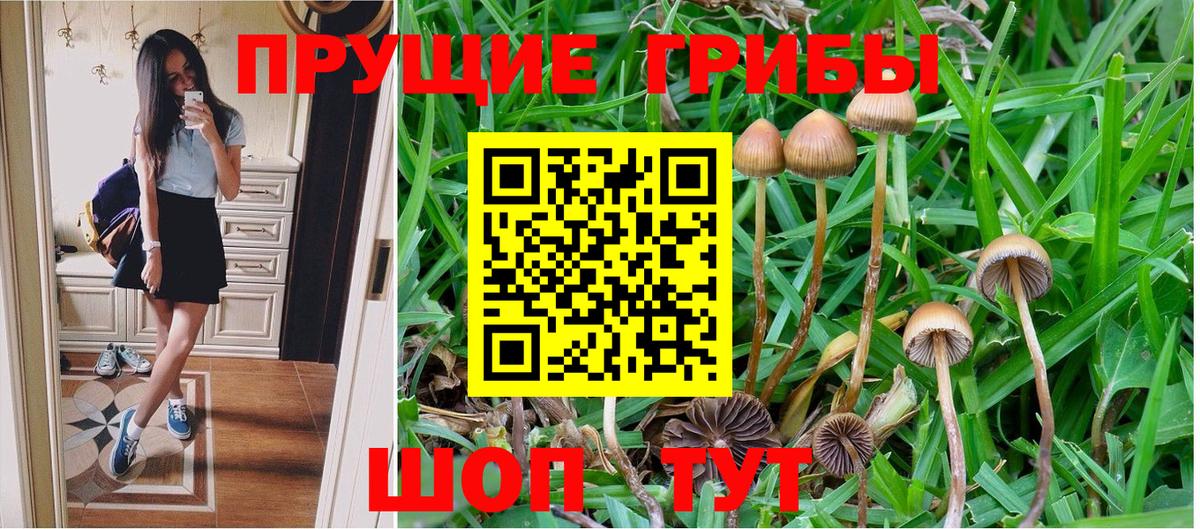 Горно-Алтайск  Галлюциногенные грибы Psilocybe  Вход с VPN 